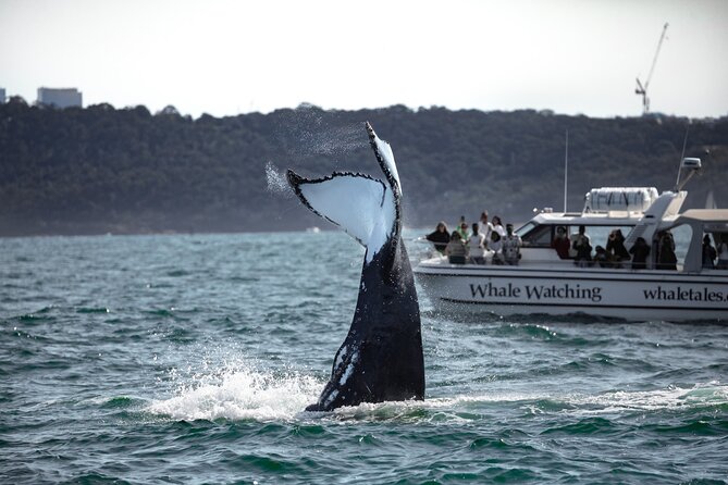 Whale Watching Boat Trip in Sydney - Why the small boat changes the experience