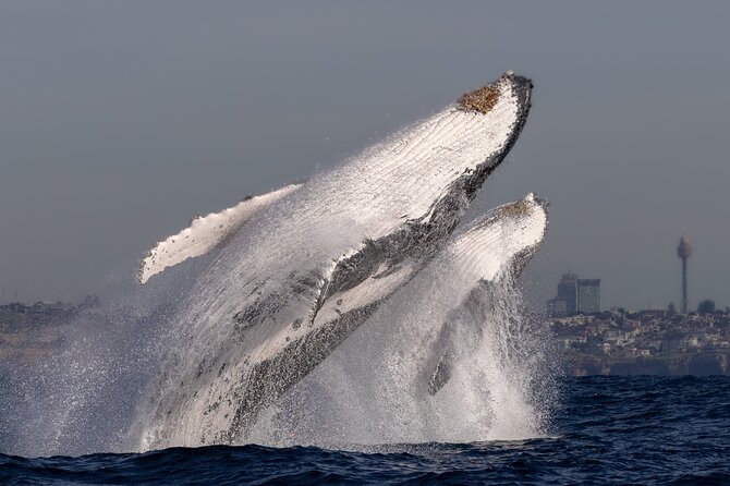 Whale Watching Boat Trip in Sydney - Dolphins, photographs, and the bonus wildlife