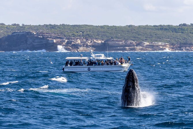 Whale Watching Boat Trip in Sydney - Is $99.70 good value for two and a half hours?