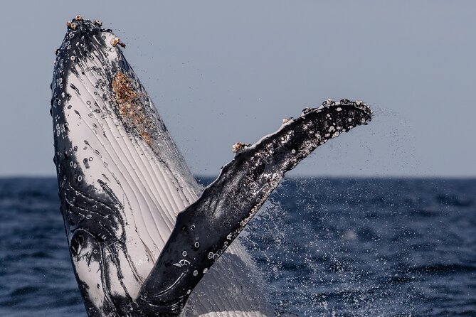 Whale Watching Boat Trip in Sydney - Practical preparation for a more comfortable outing