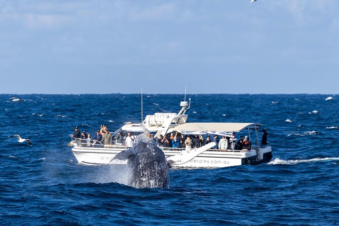 Whale Watching Boat Trip in Sydney - Who should book this whale trip?