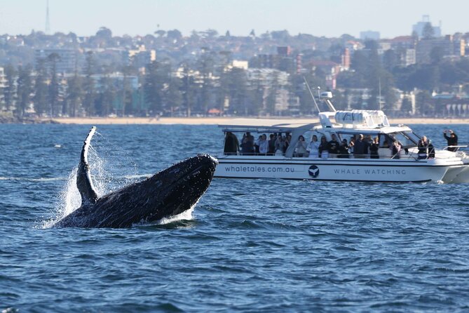 Whale Watching Boat Trip in Sydney - Beyond Sydney Heads, where the real search begins