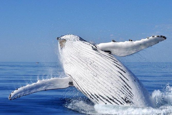 Whale Watching Busselton - Which whales you might see