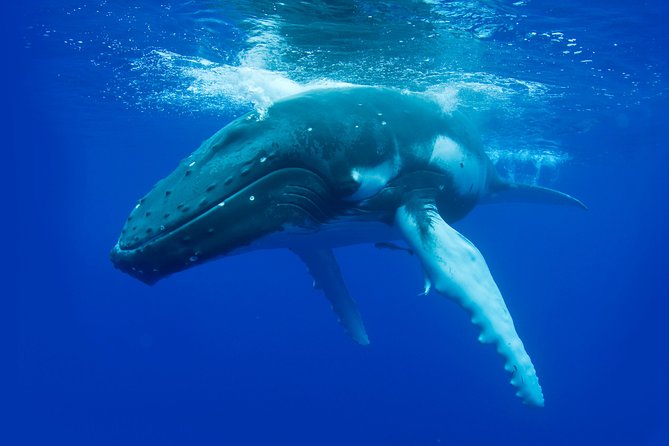 Whale Watching Busselton - What the marine biologist adds