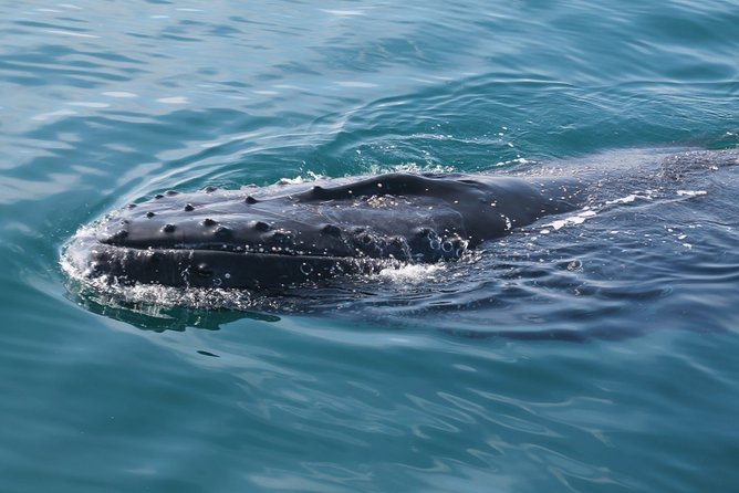 Whale Watching Busselton - Whalesong and the onboard viewing experience