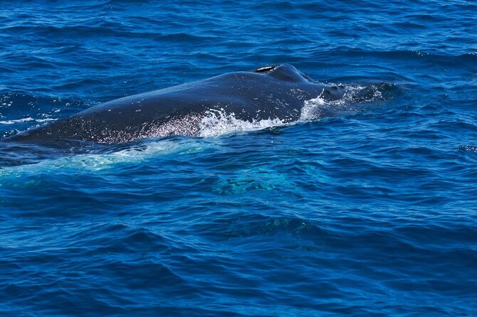 Whale Watching Busselton - Watching the water for the first spout