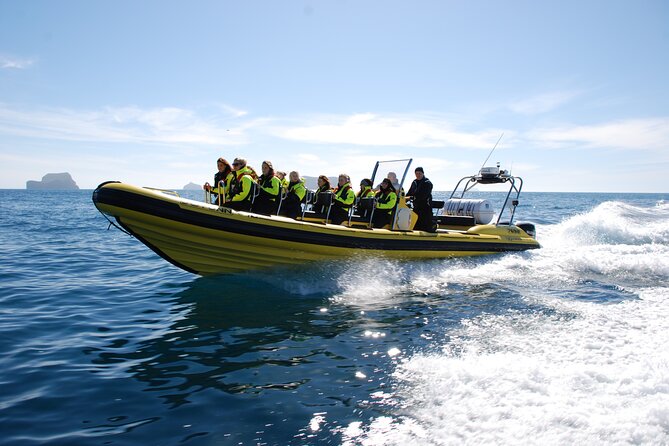 Whale Watching by RIB Speedboat from Downtown Reykjavik - What you might see in two hours