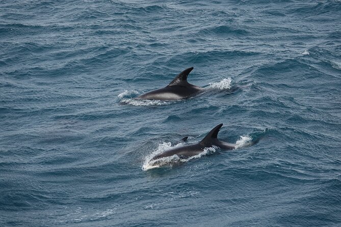 Whale Watching by RIB Speedboat from Downtown Reykjavik - Staying warm, dry, and ready for spray