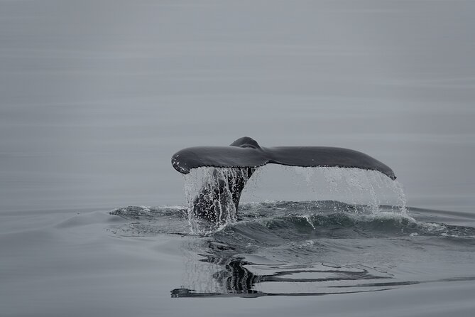 Whale Watching by RIB Speedboat from Downtown Reykjavik - Weather cancellations and the value of flexibility