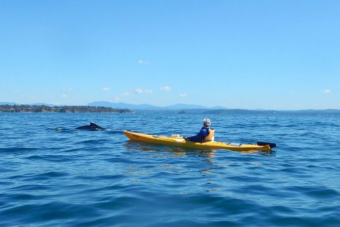 Whale Watching by Sea Kayak in Batemans Bay - Starting early on Batemans Bay
