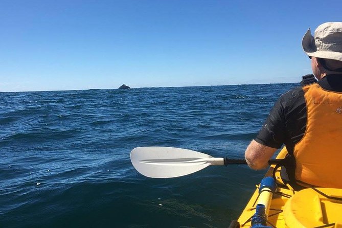 Whale Watching by Sea Kayak in Batemans Bay - Toll Gate Islands and the open-water feel
