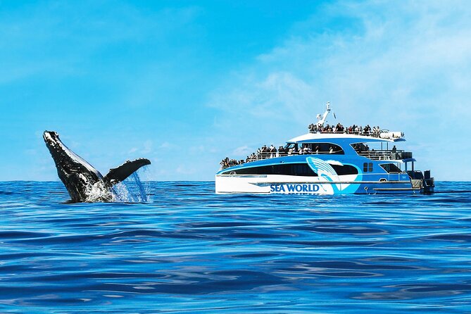Whale Watching by Sea World Cruises - Reaching the whale grounds from Main Beach