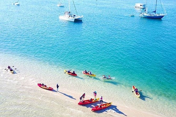 Whale Watching by Sea World Cruises - Dolphins, turtles, seabirds, and the Gold Coast skyline