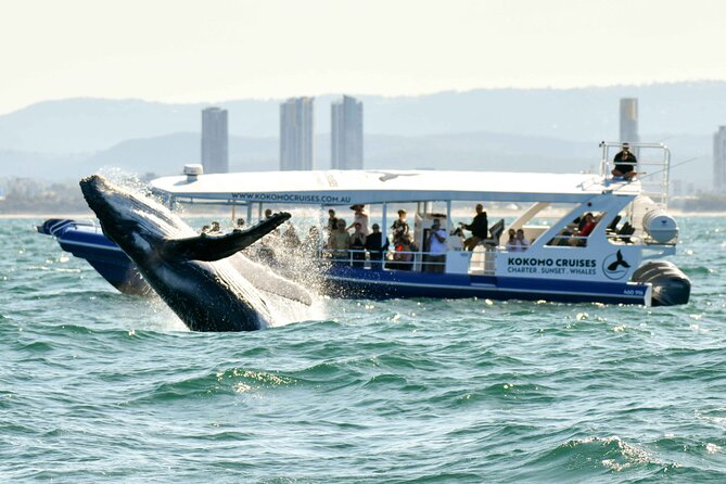 Whale Watching by Sea World Cruises - Handling cold weather and rough water