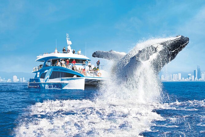 Whale Watching by Sea World Cruises - What happens during the 2.5-hour cruise