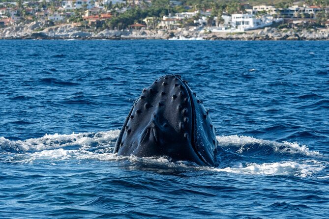 Whale Watching by Zodiac in Cabo San Lucas with Photos Included - Why a Zodiac works well in Cabo San Lucas