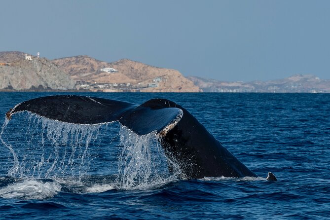 Whale Watching by Zodiac in Cabo San Lucas with Photos Included - Expect wildlife beyond humpbacks