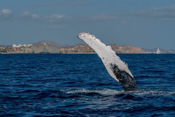 Whale Watching by Zodiac in Cabo San Lucas with Photos Included - Guides who make the trip better