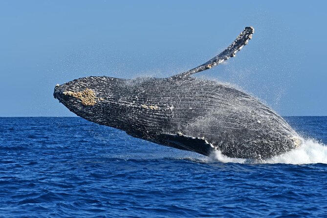 Whale Watching by Zodiac in Cabo San Lucas with Photos Included - Breaches, calves, and close encounters