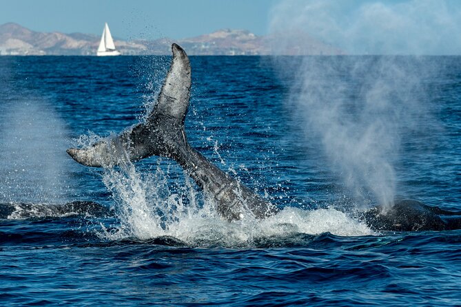 Whale Watching by Zodiac in Cabo San Lucas with Photos Included - Photos are included, with one important catch