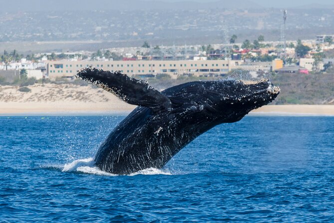 Whale Watching by Zodiac in Cabo San Lucas with Photos Included - Price, timing, and who gets the best value