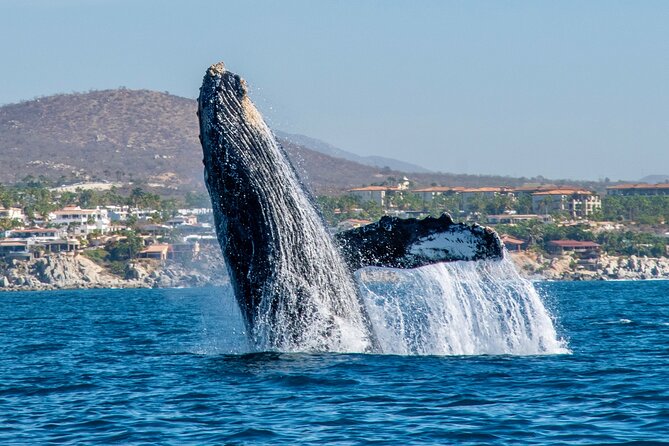 Whale Watching by Zodiac in Cabo San Lucas with Photos Included - What happens from the marina to the whales