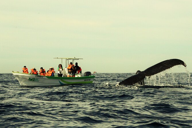 Whale Watching Cabo-Women crew-Sightings Guaranteed & Free Photos - A small boat with a serious purpose