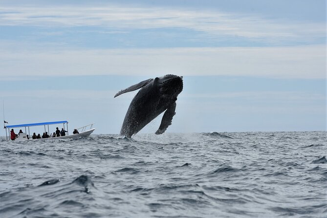 Whale Watching Cabo-Women crew-Sightings Guaranteed & Free Photos - El Arco gives you a strong opening view