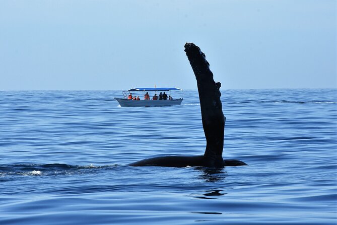 Whale Watching Cabo-Women crew-Sightings Guaranteed & Free Photos - Listening to whales through the hydrophone