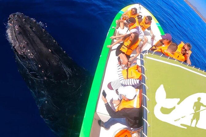 Whale Watching Cabo-Women crew-Sightings Guaranteed & Free Photos - What the two-hour search feels like