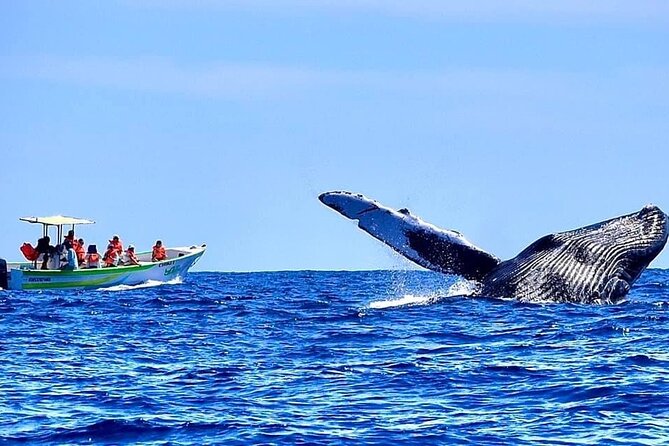 Whale Watching Cabo-Women crew-Sightings Guaranteed & Free Photos - The included photos are useful, with one important catch