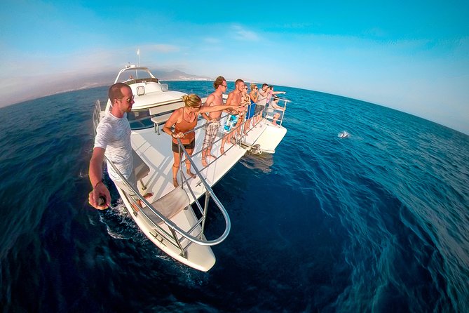 Whale Watching Catamaran Cruise with Transfer, Buffet by MC - Quick points before you book