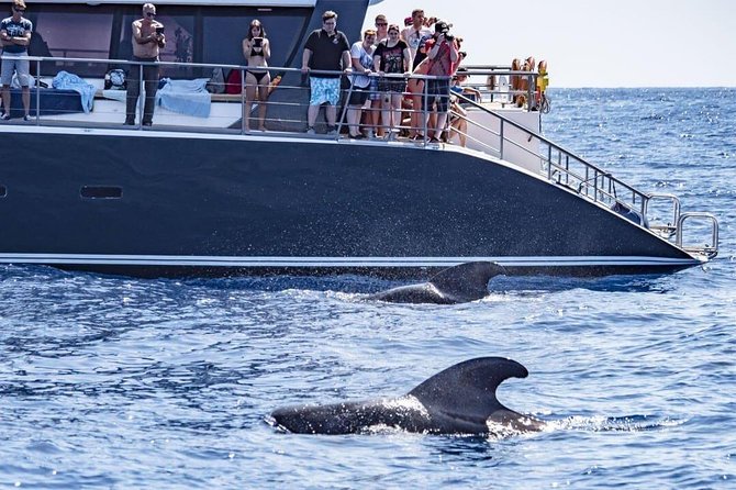 Whale Watching Catamaran in Costa Adeje (Including drinks & Sandwich) - Setting out from Costa Adeje at 10 a.m.