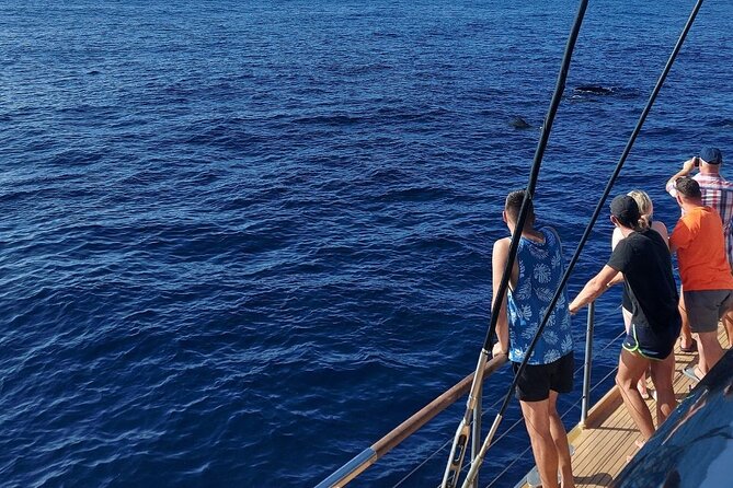 Whale Watching Catamaran in Costa Adeje (Including drinks & Sandwich) - What three hours on the catamaran feels like