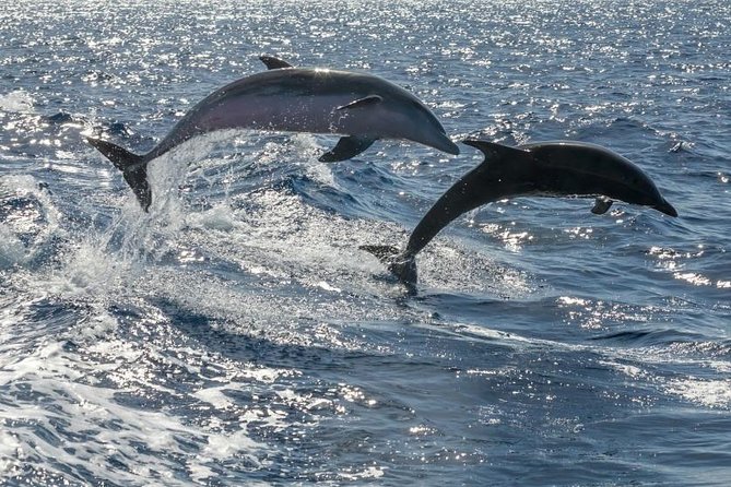 Whale Watching Catamaran in Costa Adeje (Including drinks & Sandwich) - The swim stop and open-air break