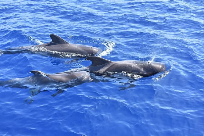 Whale Watching Catamaran in Costa Adeje (Including drinks & Sandwich) - Who should book this Costa Adeje cruise?