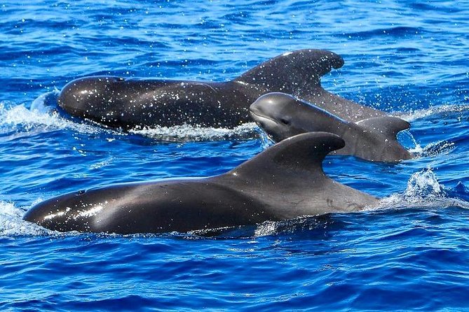 Whale Watching Catamaran in Costa Adeje (Including drinks & Sandwich) - Watching for pilot whales, dolphins, and turtles