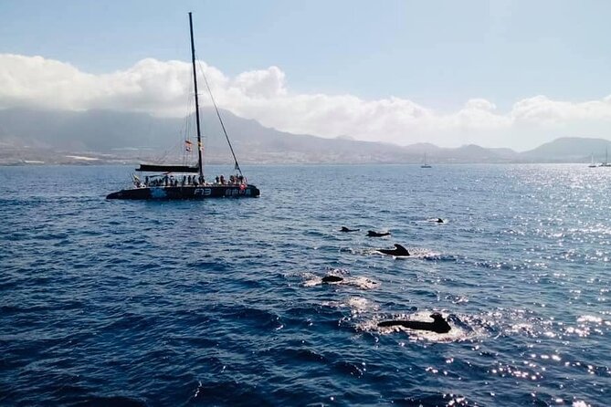Whale Watching Catamaran to Los Gigantes & Masca (Including drinks & warm lunch) - Booking details that matter