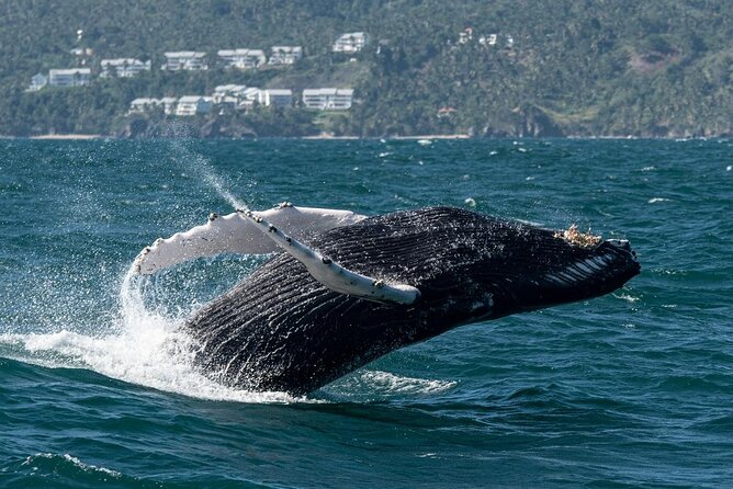 Whale Watching, Cayo Levantado and Limón Waterfall in Samaná - The mountain ranch and Dominican home add local context
