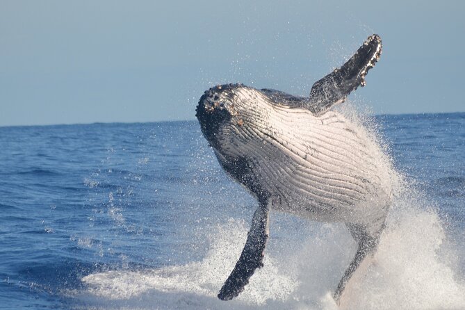 Whale Watching, Cayo Levantado and Limón Waterfall in Samaná - The 10-hour schedule requires stamina