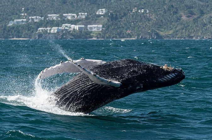 Whale Watching, Cayo Levantado and Limón Waterfall in Samaná - Who will enjoy this day most?