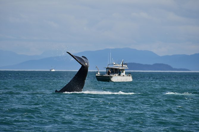 Whale Watching Charters and Bear search through Icy Strat Alaska - Key points before you book