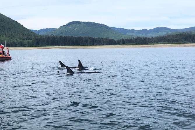 Whale Watching Charters and Bear search through Icy Strat Alaska - A small boat makes the wildlife search personal