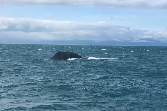 Whale Watching Charters and Bear search through Icy Strat Alaska - Bears appear from the water, not on a trail