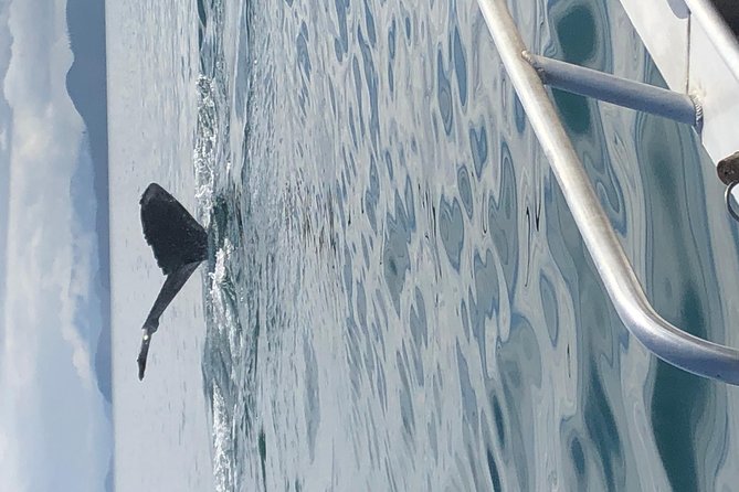 Whale Watching Charters and Bear search through Icy Strat Alaska - Is $250 a fair price for three hours?
