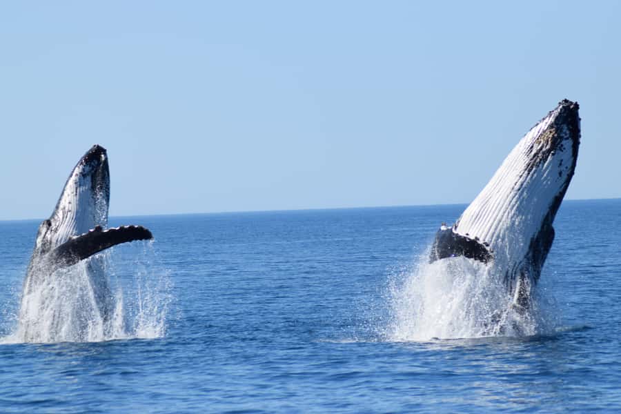 Whale Watching Cruise from Busselton, Augusta or Dunsborough - Key points at a glance