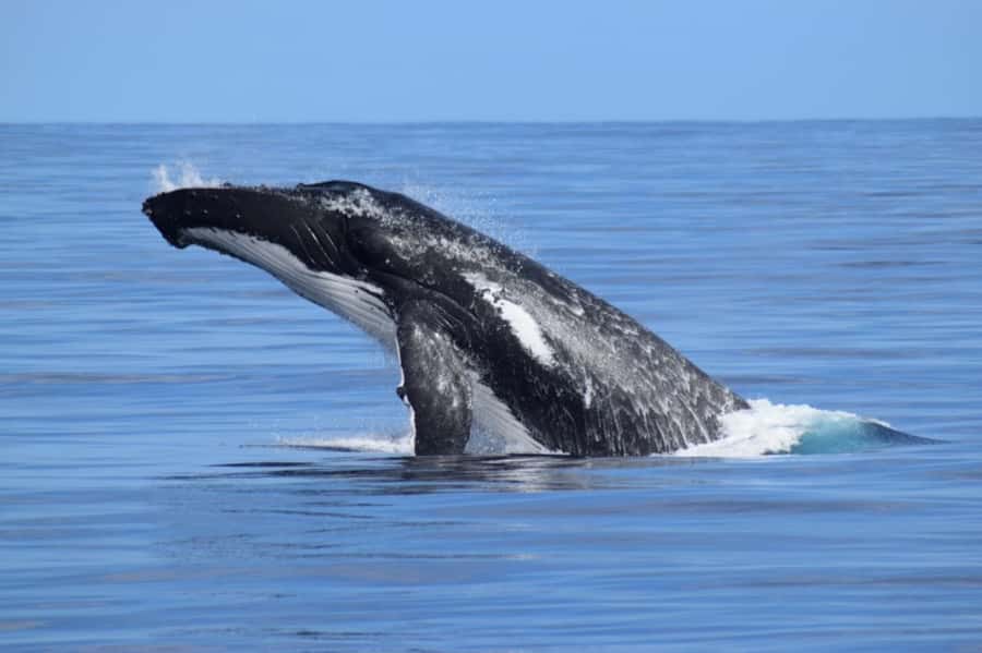 Whale Watching Cruise from Busselton, Augusta or Dunsborough - What the 2 to 2.5 hours look like
