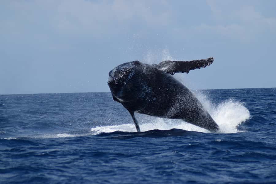 Whale Watching Cruise from Busselton, Augusta or Dunsborough - What you might see in Western Australia