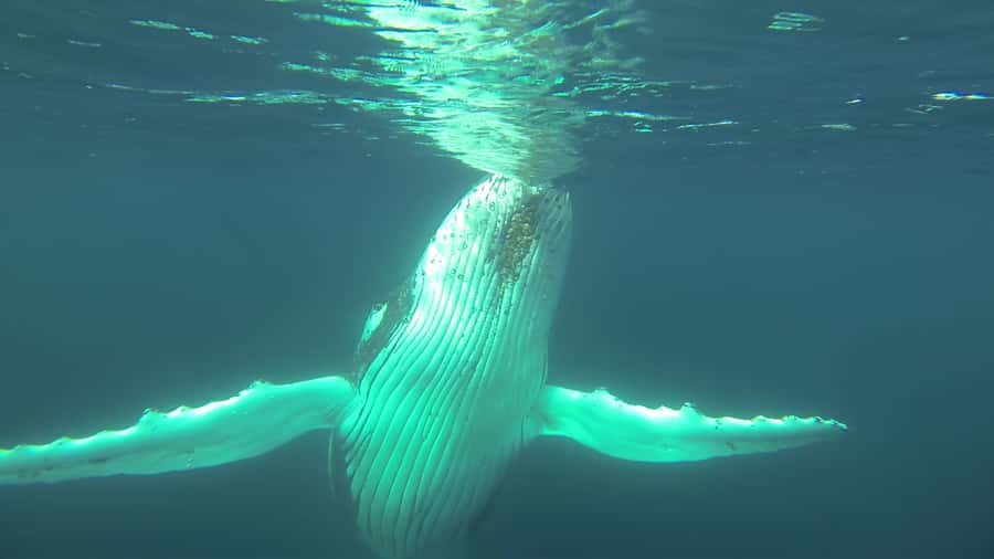 Whale Watching Cruise from Busselton, Augusta or Dunsborough - Price and overall value at $67