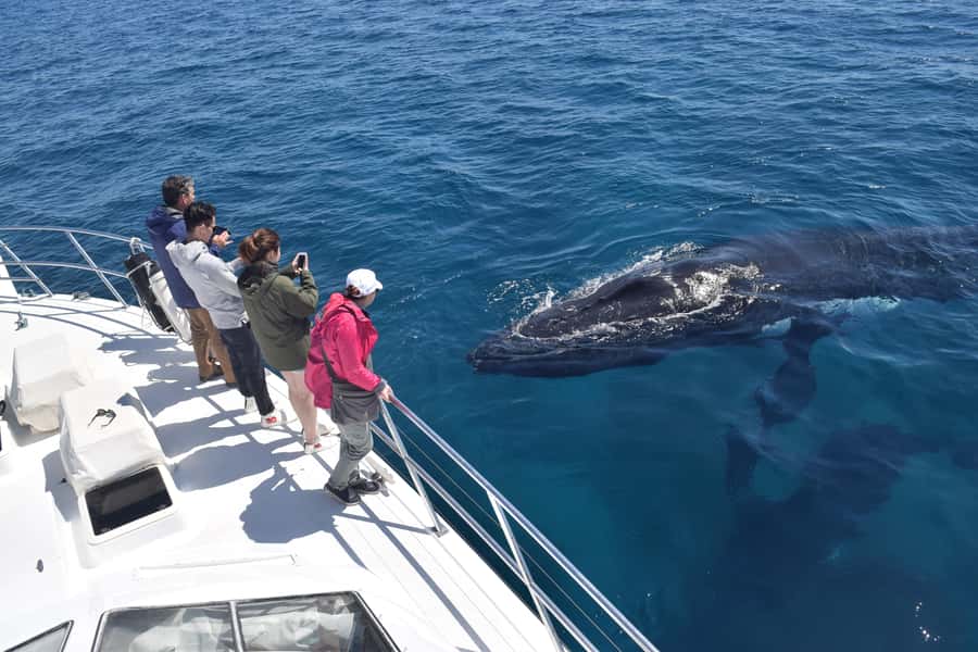 Whale Watching Cruise from Busselton, Augusta or Dunsborough - Choosing Augusta, Busselton or Dunsborough